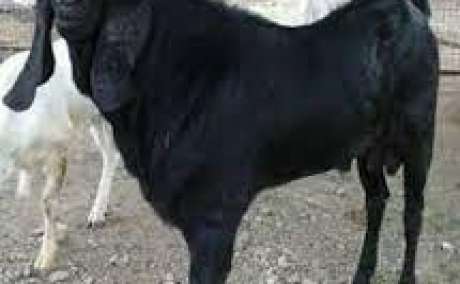 BEETAL GOAT_BREEDER